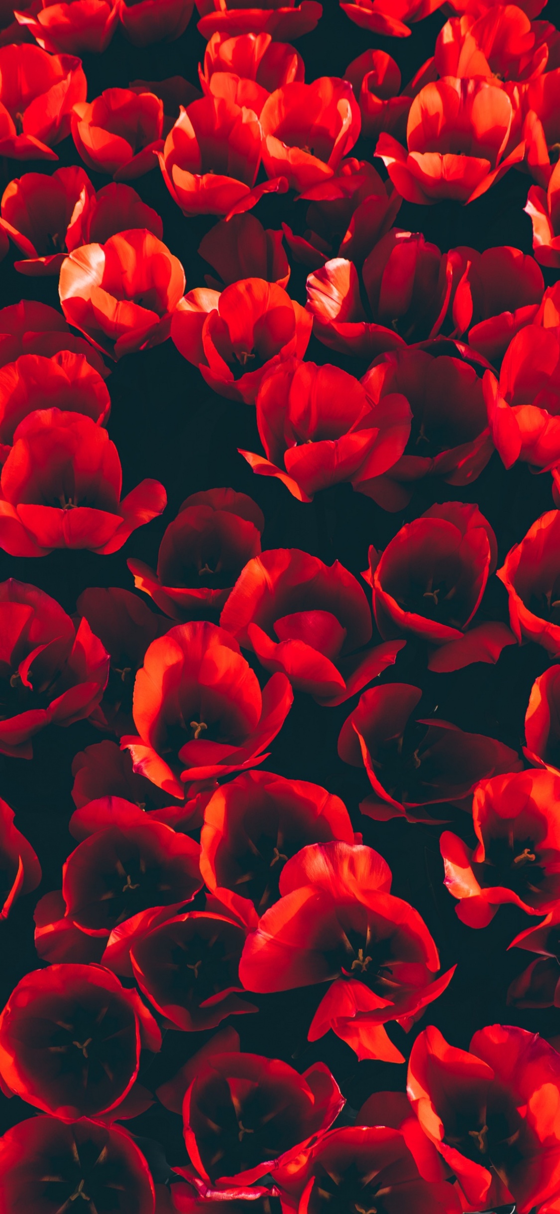 Red Flower Petals in Close up Photography. Wallpaper in 1125x2436 Resolution