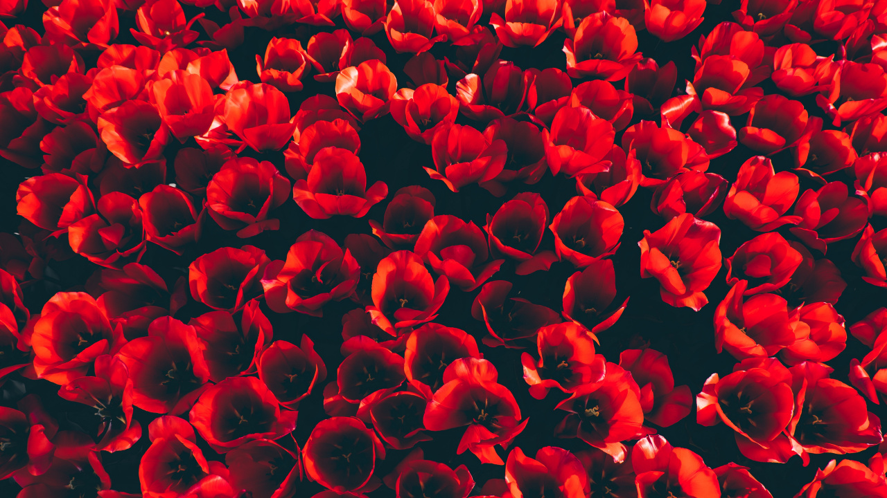 Pétales de Fleurs Rouges en Photographie Rapprochée. Wallpaper in 1280x720 Resolution