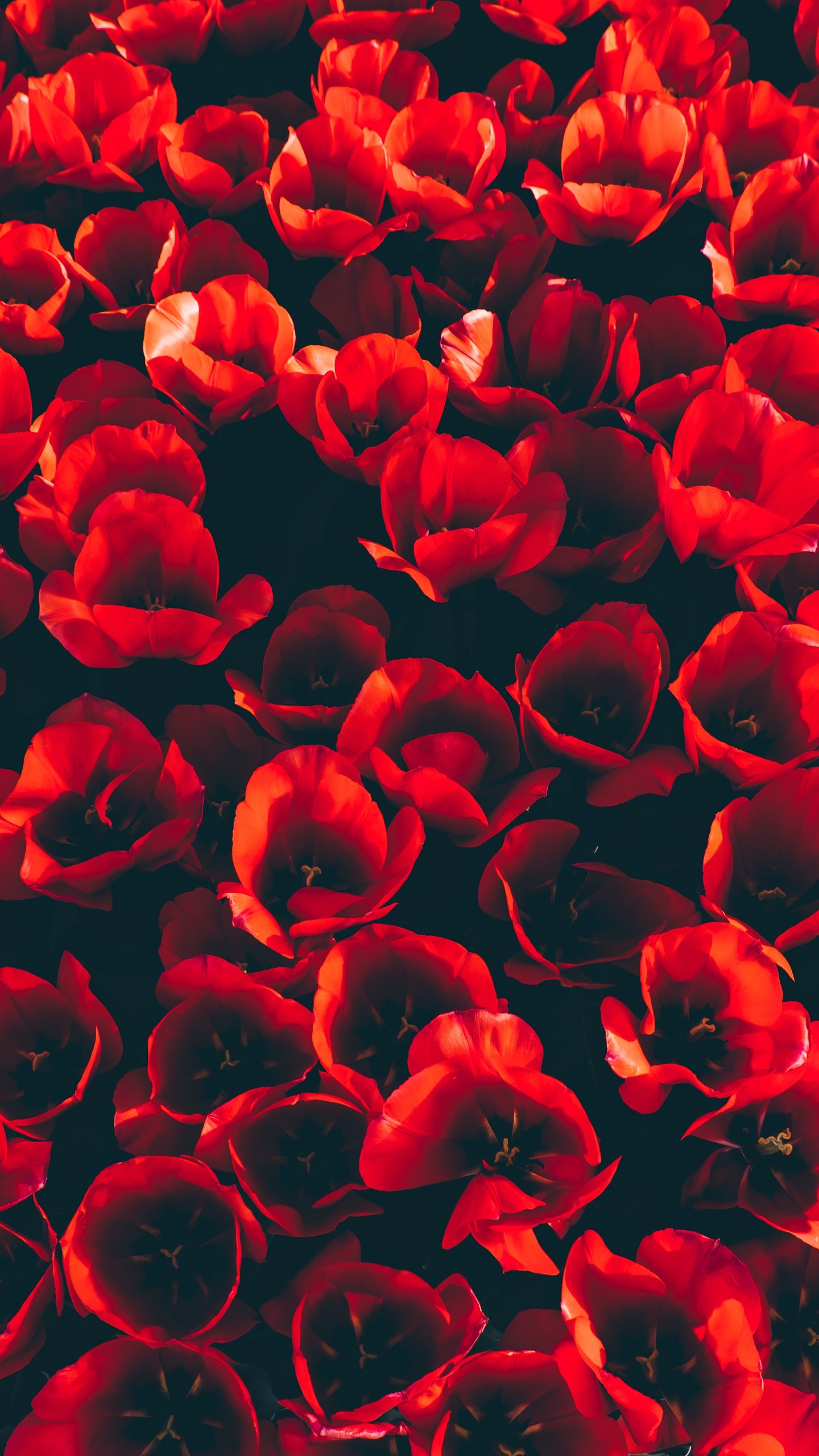 Pétales de Fleurs Rouges en Photographie Rapprochée. Wallpaper in 1440x2560 Resolution