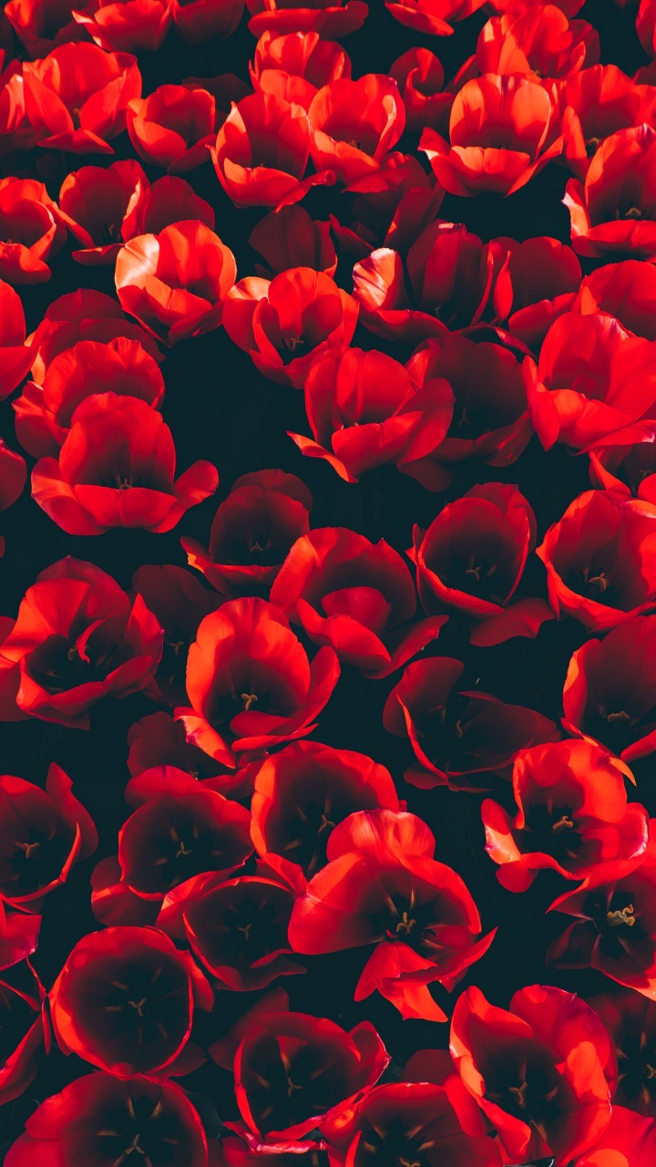 Pétales de Fleurs Rouges en Photographie Rapprochée. Wallpaper in 720x1280 Resolution