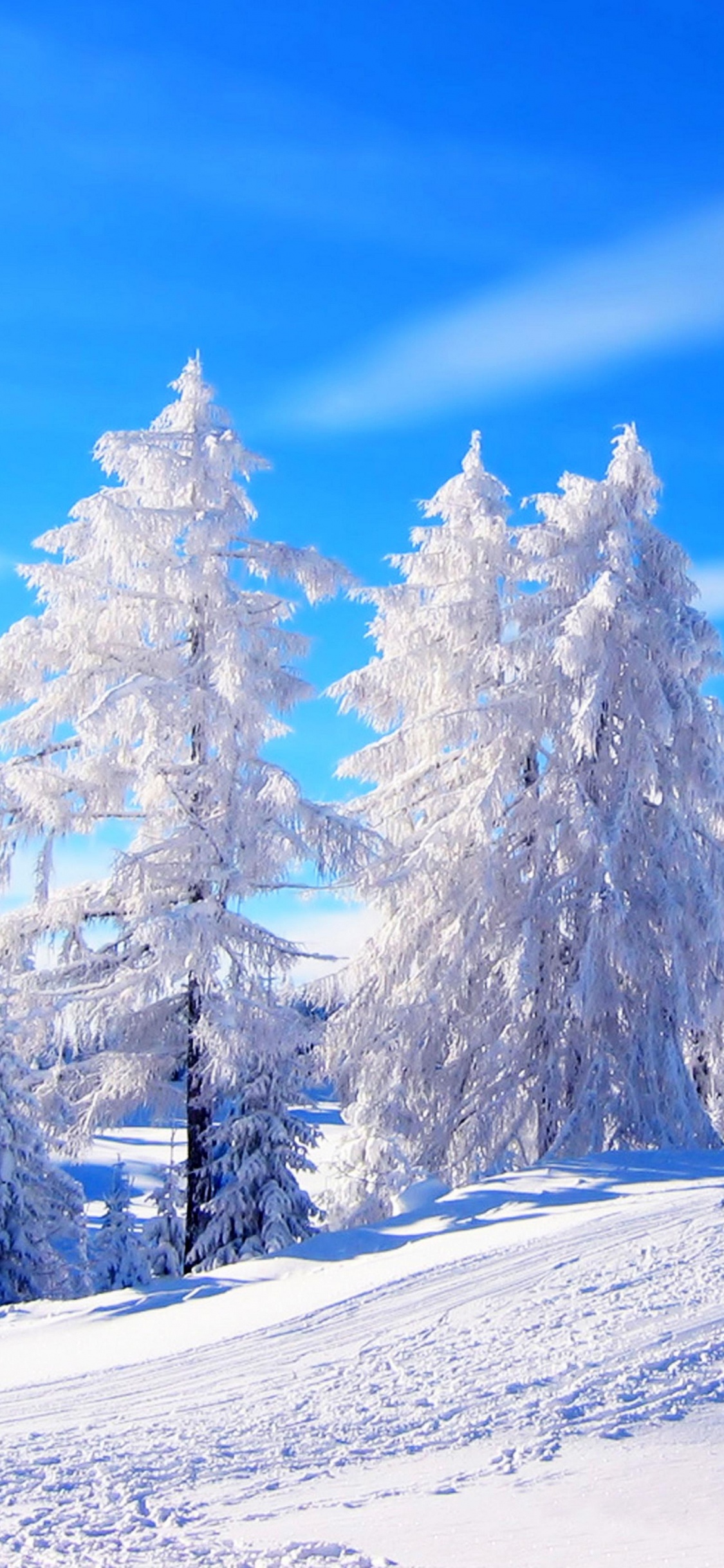 Pinos Cubiertos de Nieve Bajo un Cielo Azul Durante el Día. Wallpaper in 1125x2436 Resolution