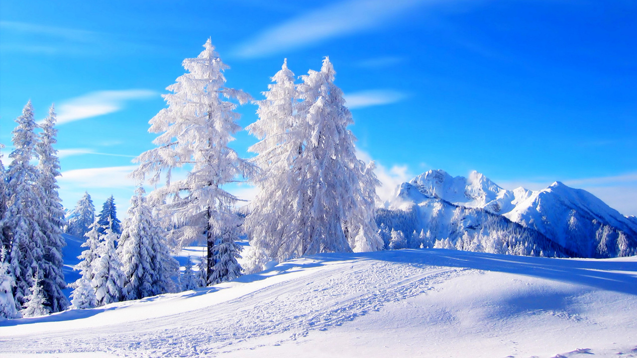 Pinos Cubiertos de Nieve Bajo un Cielo Azul Durante el Día. Wallpaper in 1280x720 Resolution