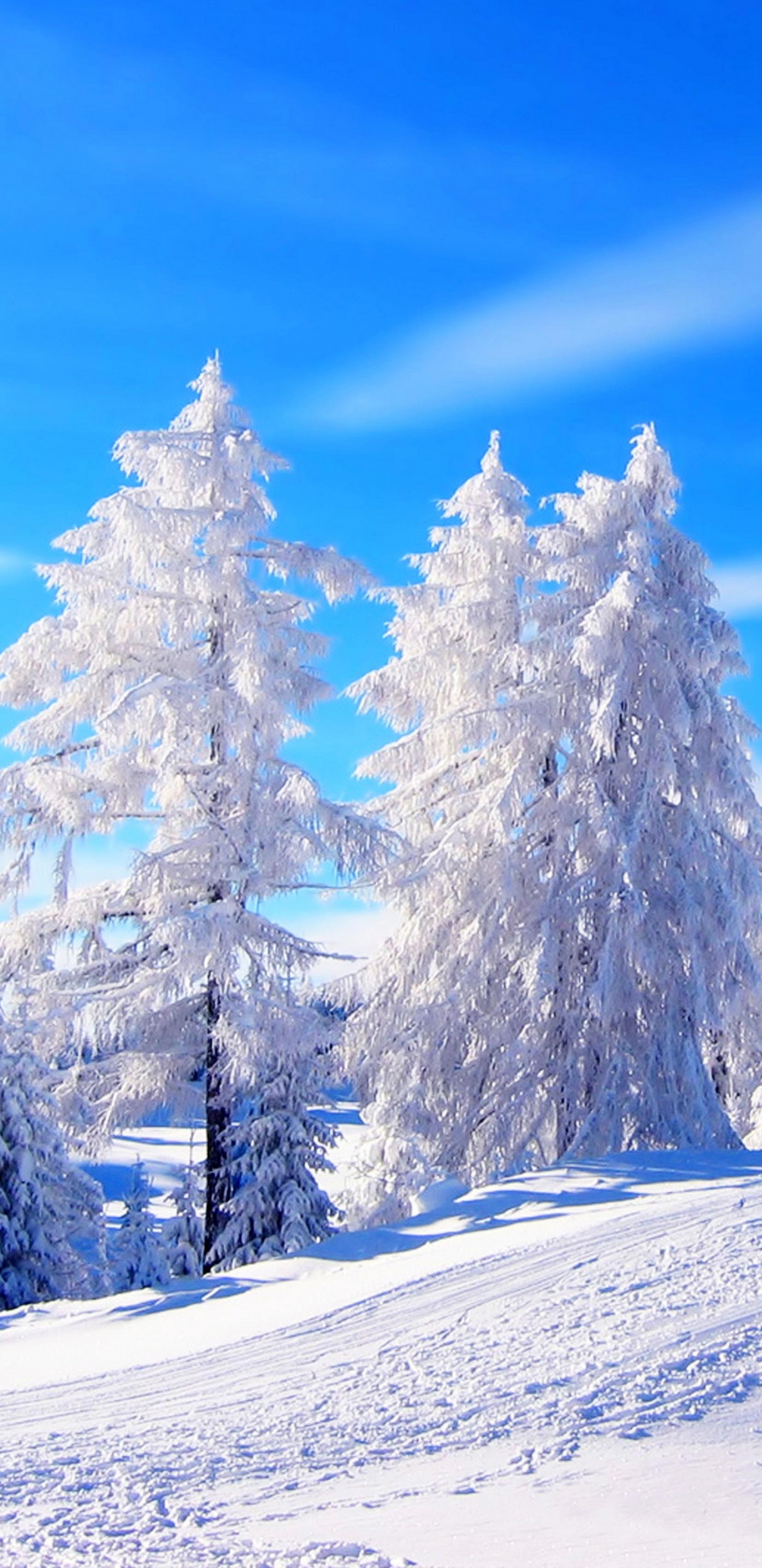 Pinos Cubiertos de Nieve Bajo un Cielo Azul Durante el Día. Wallpaper in 1440x2960 Resolution