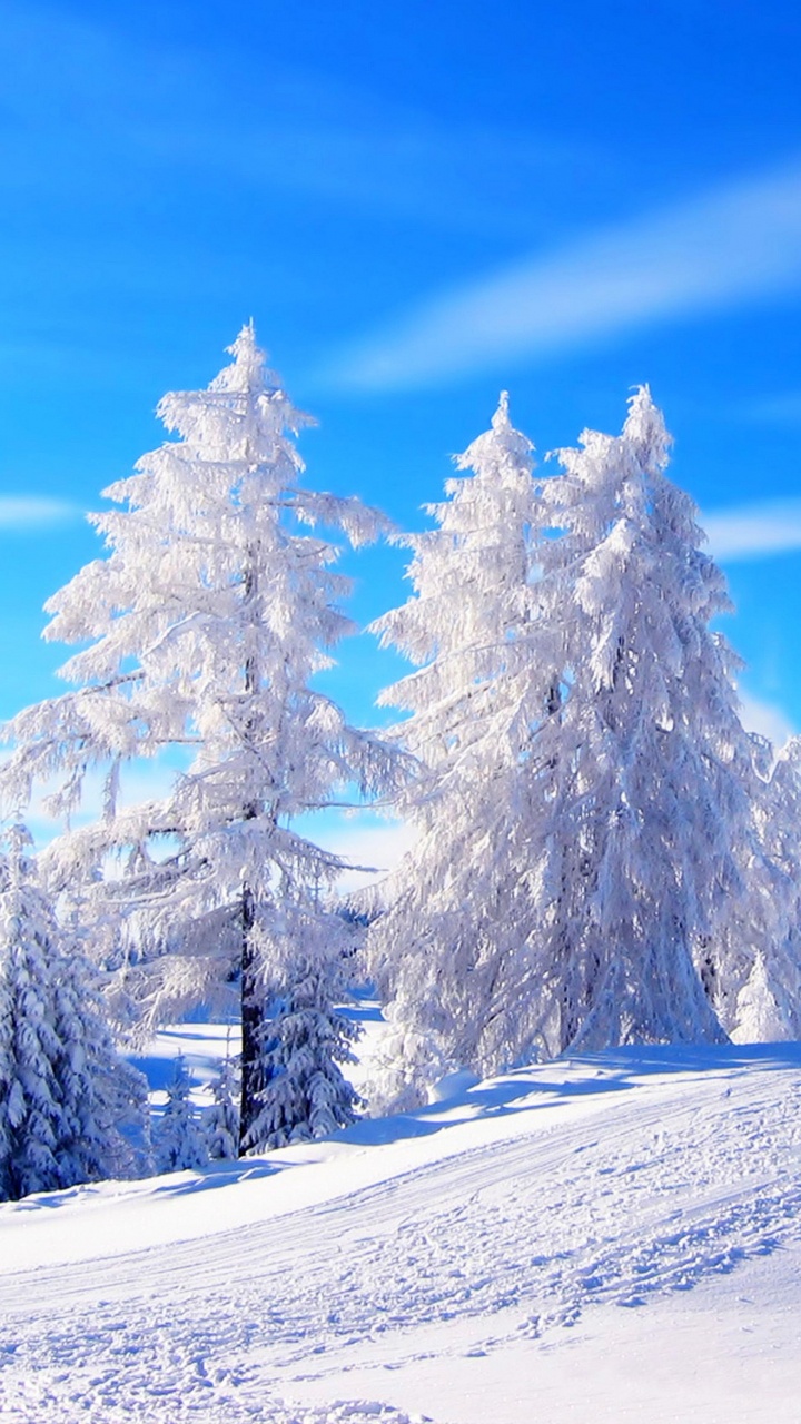 Snow Covered Pine Trees Under Blue Sky During Daytime. Wallpaper in 720x1280 Resolution