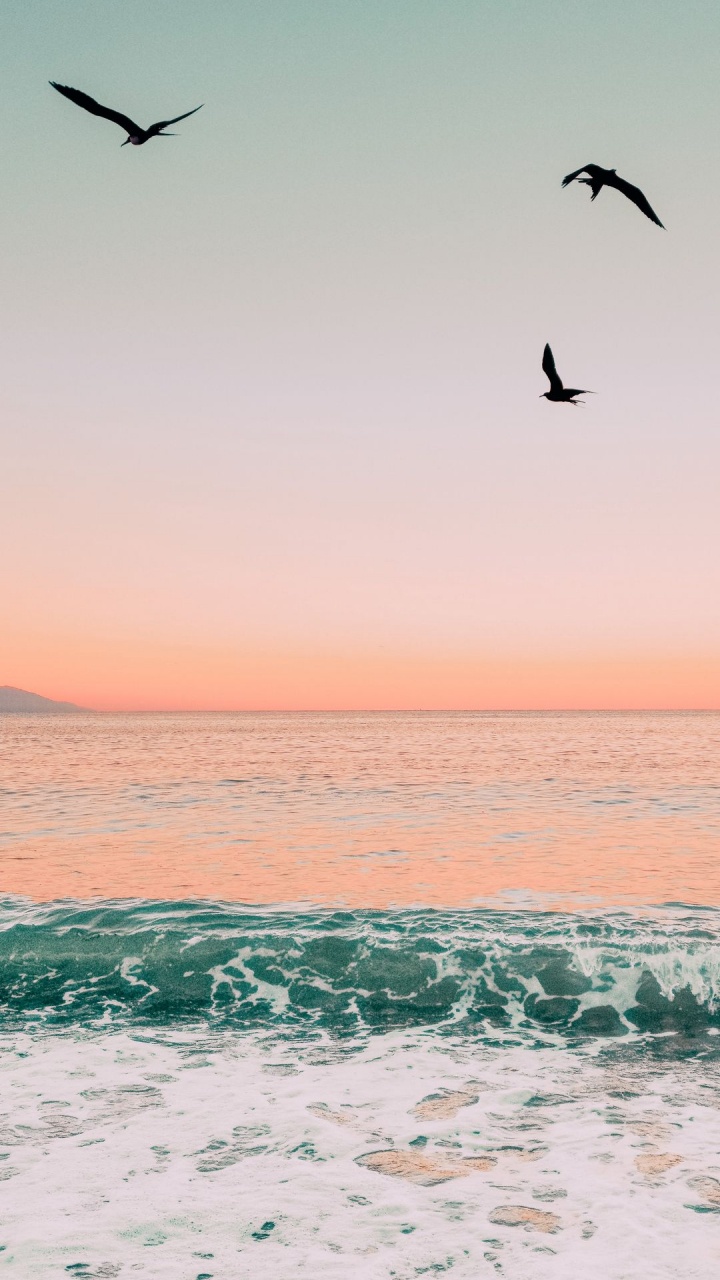 Myrtle Beach, Wasser, Vogel, Atmosphäre, Tageszeit. Wallpaper in 720x1280 Resolution