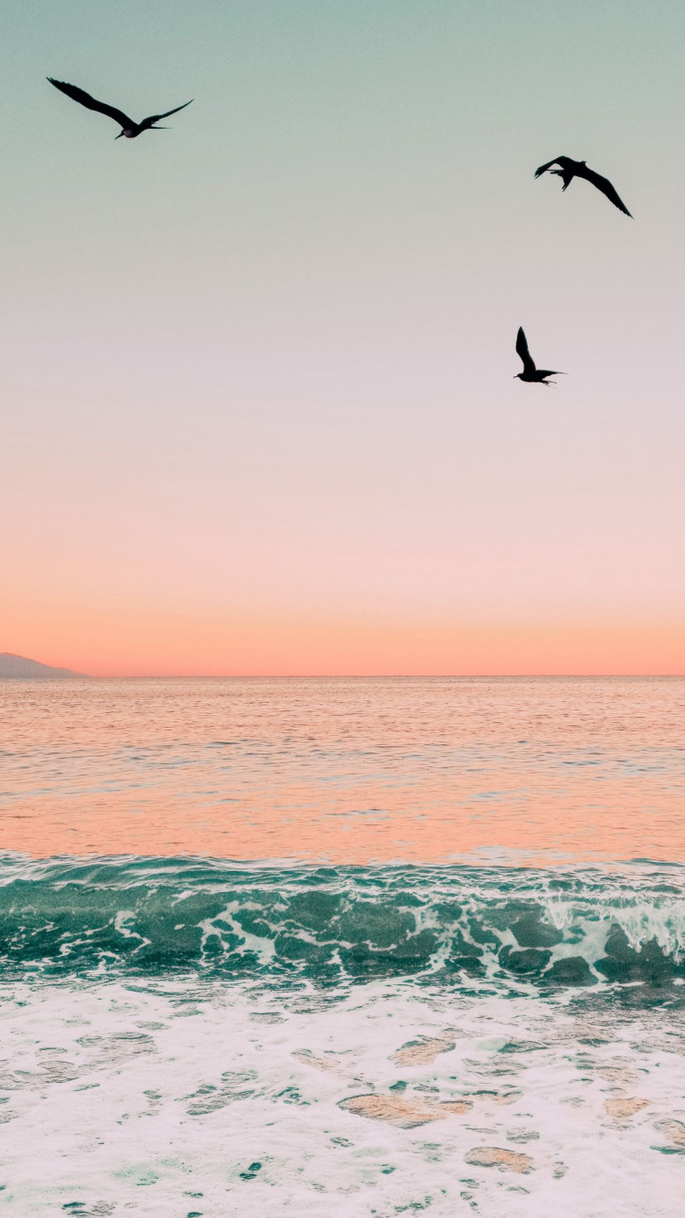 Myrtle Beach, Wasser, Vogel, Atmosphäre, Tageszeit. Wallpaper in 750x1334 Resolution