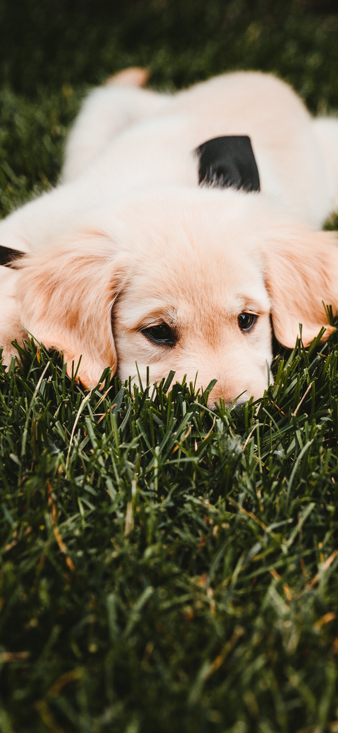 White Short Coated Dog Lying on Green Grass Field During Daytime. Wallpaper in 1125x2436 Resolution