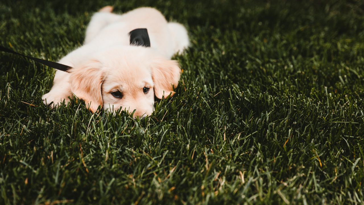 White Short Coated Dog Lying on Green Grass Field During Daytime. Wallpaper in 1280x720 Resolution