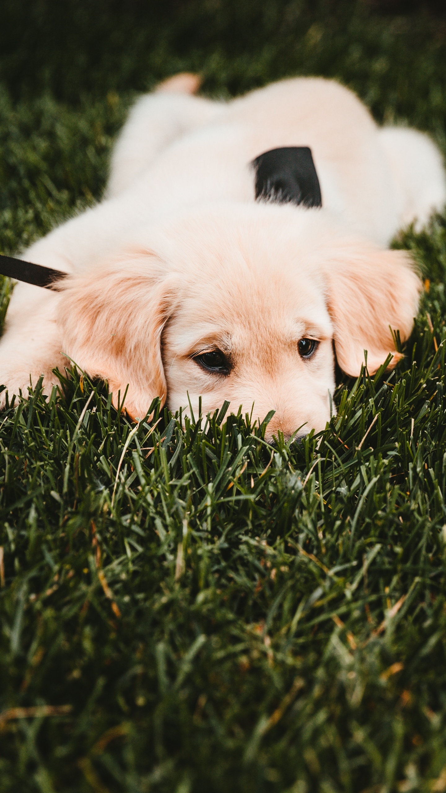 White Short Coated Dog Lying on Green Grass Field During Daytime. Wallpaper in 1440x2560 Resolution