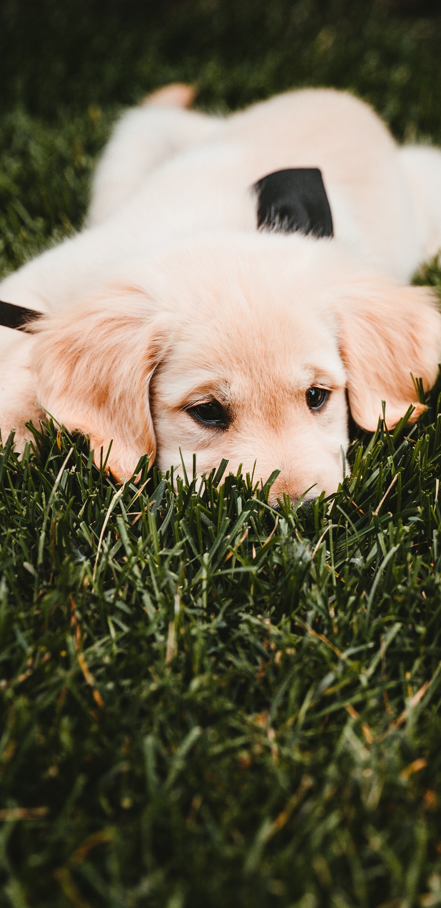 White Short Coated Dog Lying on Green Grass Field During Daytime. Wallpaper in 1440x2960 Resolution