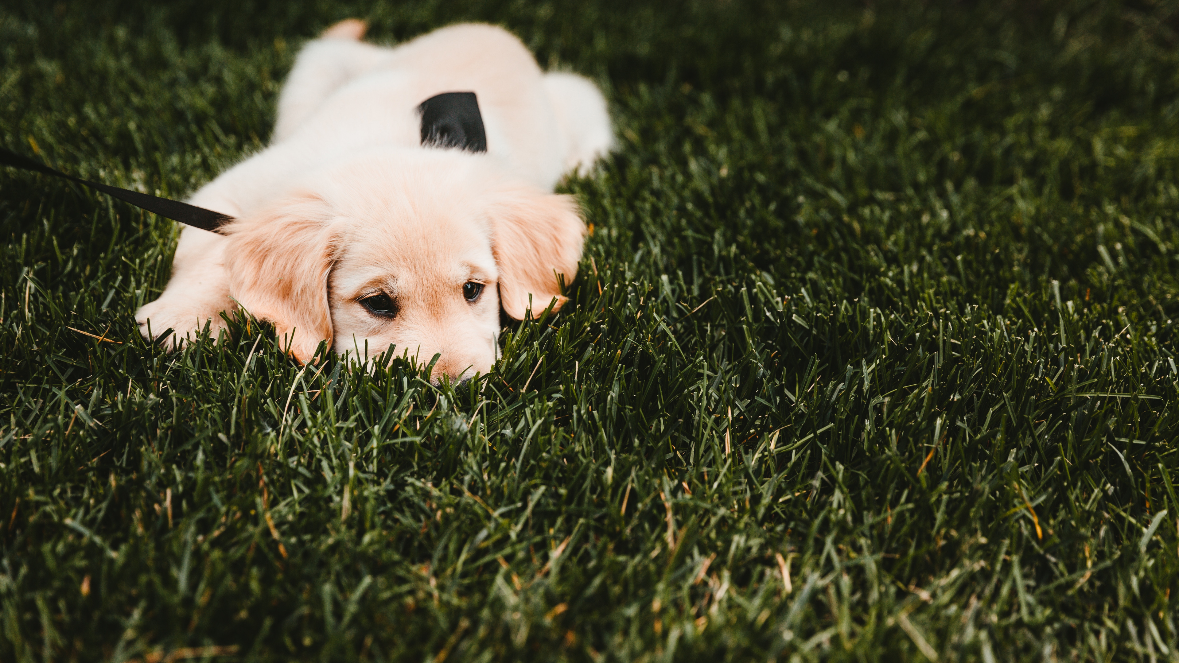 White Short Coated Dog Lying on Green Grass Field During Daytime. Wallpaper in 3840x2160 Resolution