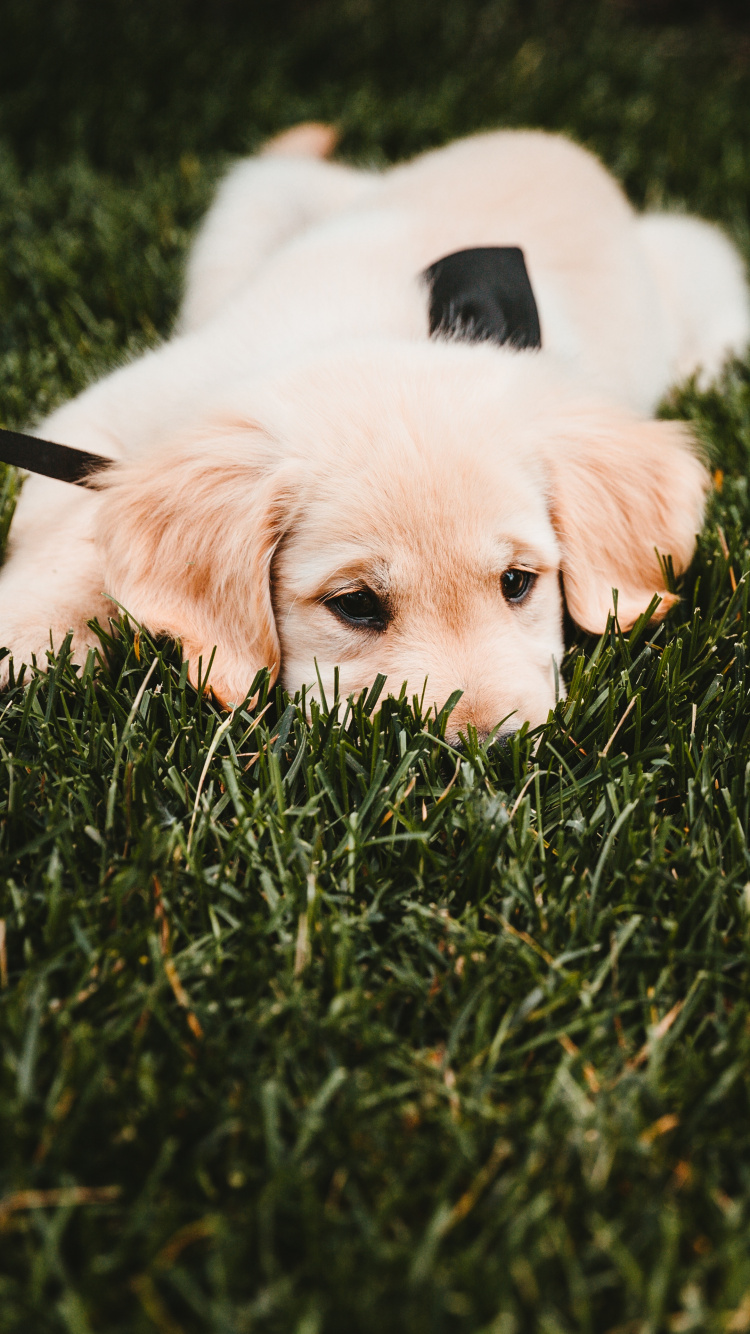 White Short Coated Dog Lying on Green Grass Field During Daytime. Wallpaper in 750x1334 Resolution