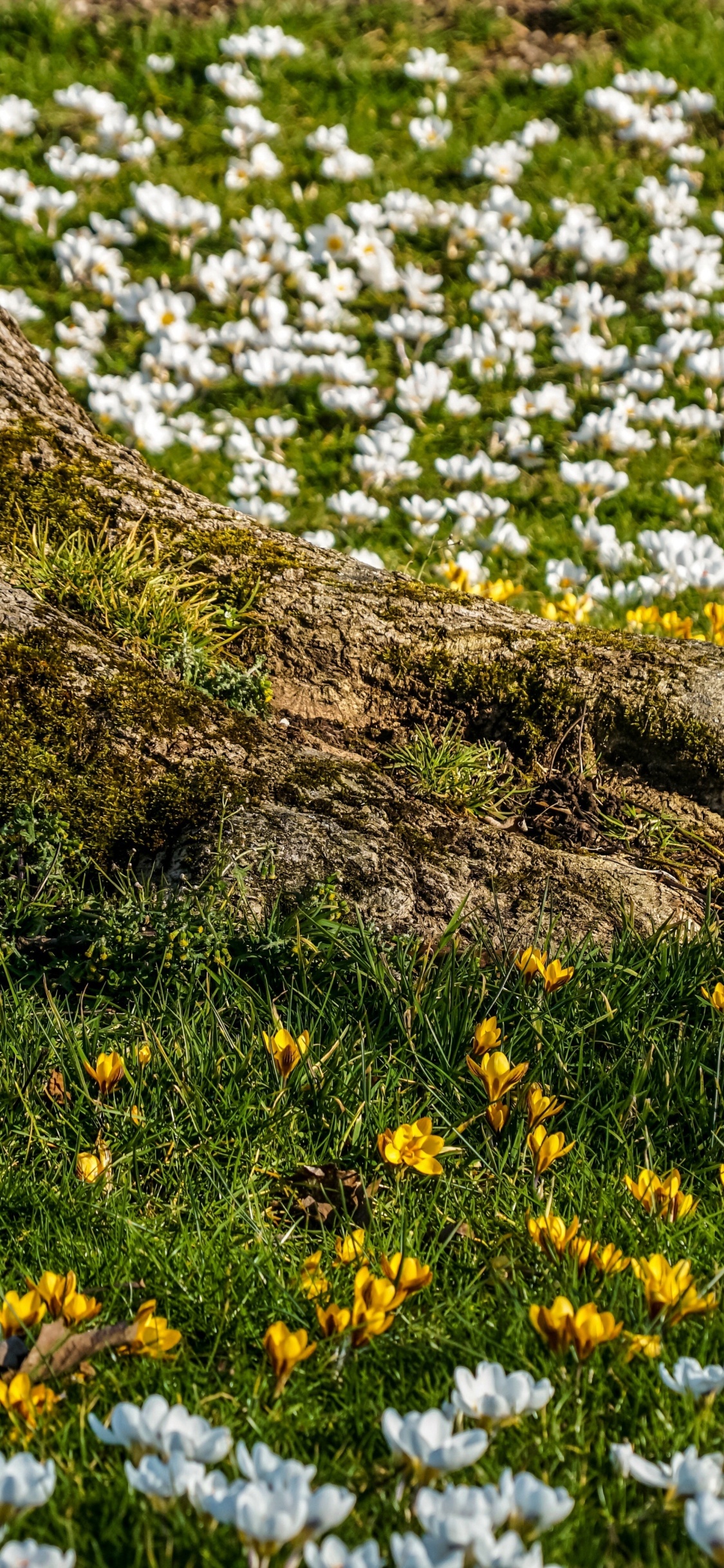 Natur, Menschen in Der Natur, Botanik, Blatt, Naturlandschaft. Wallpaper in 1125x2436 Resolution