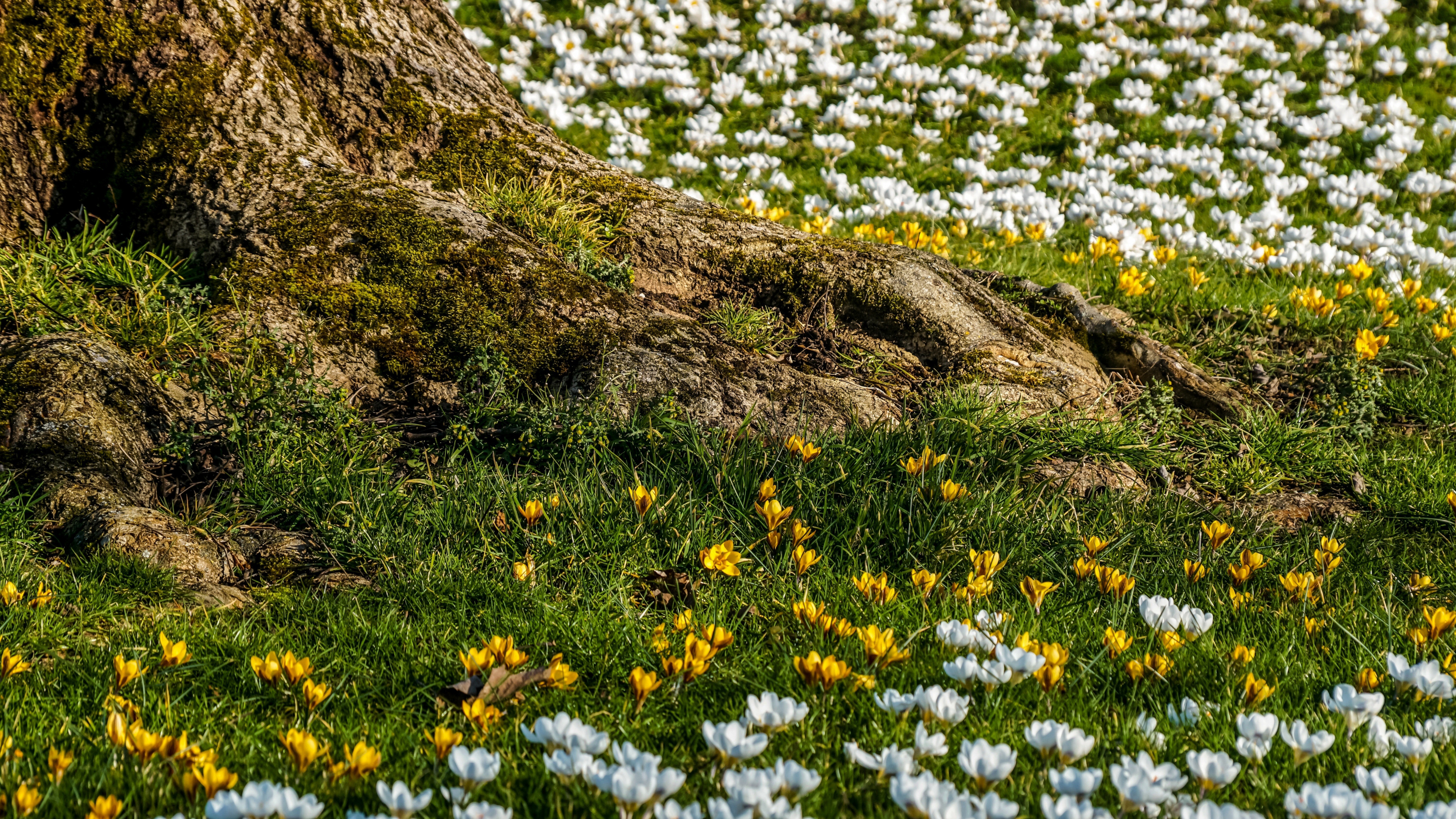 Nature, Les Gens Dans la Nature, Botanique, Feuille, Paysage Naturel. Wallpaper in 3840x2160 Resolution