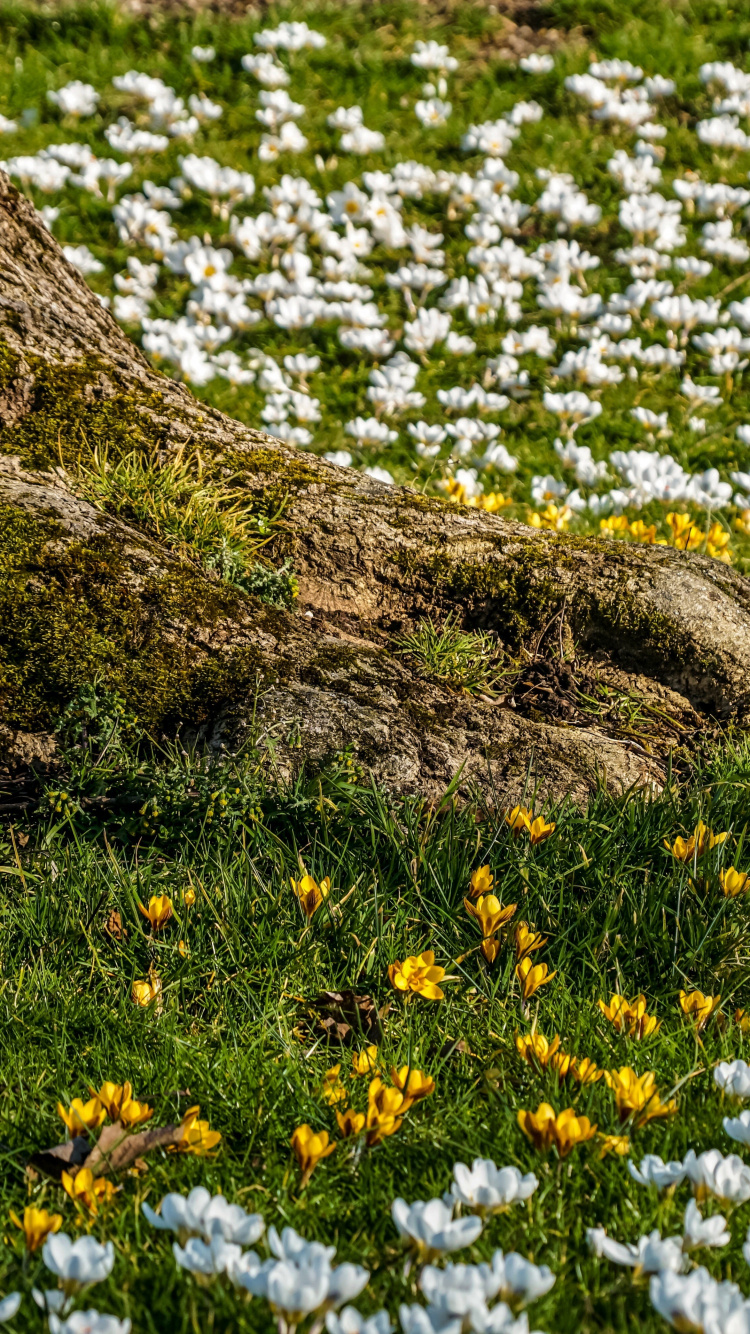 Nature, Les Gens Dans la Nature, Botanique, Feuille, Paysage Naturel. Wallpaper in 750x1334 Resolution