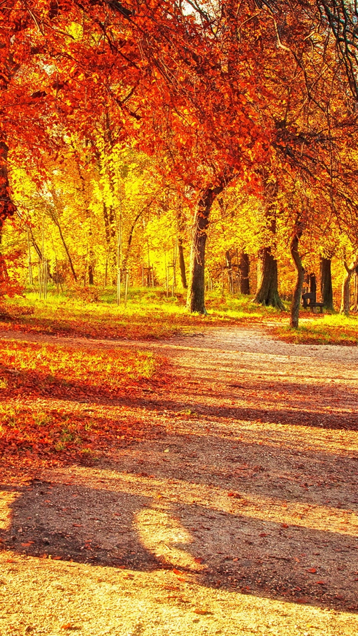 Brown Trees on Brown Field During Daytime. Wallpaper in 720x1280 Resolution