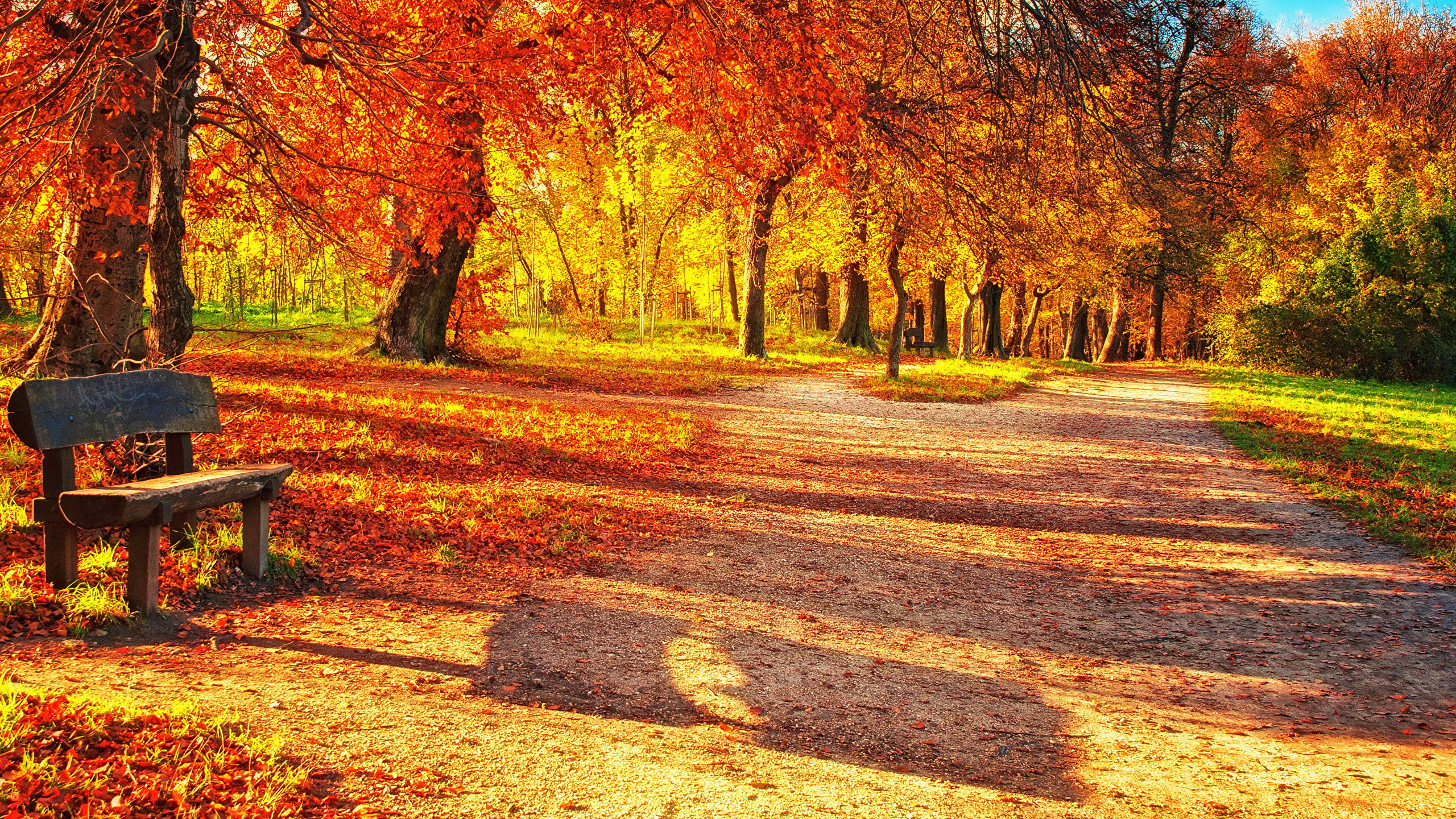 性质, 落叶, Grove, 阳光, 路径 壁纸 2560x1440 允许