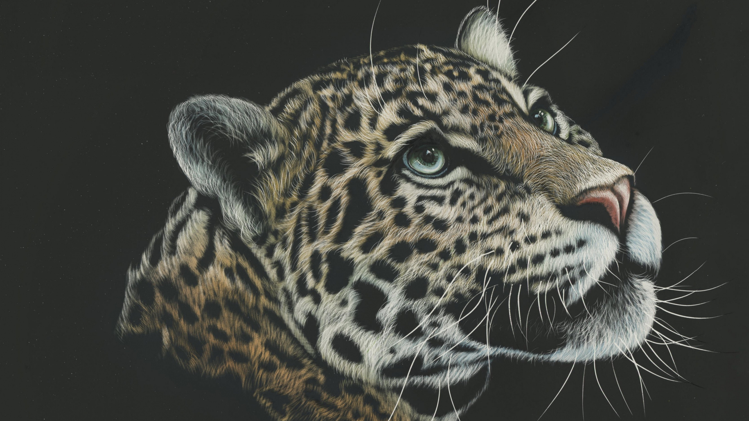 Brown and Black Leopard in Black Background. Wallpaper in 2560x1440 Resolution