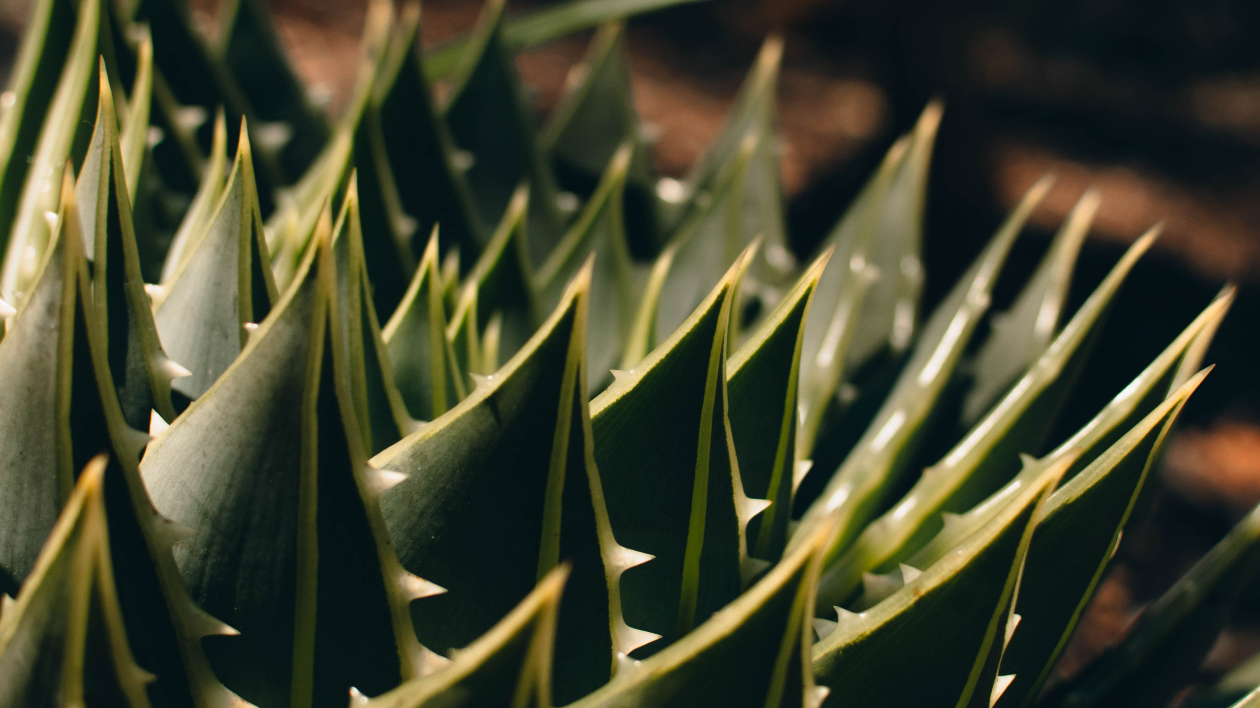 Green Plant in Macro Lens. Wallpaper in 2560x1440 Resolution