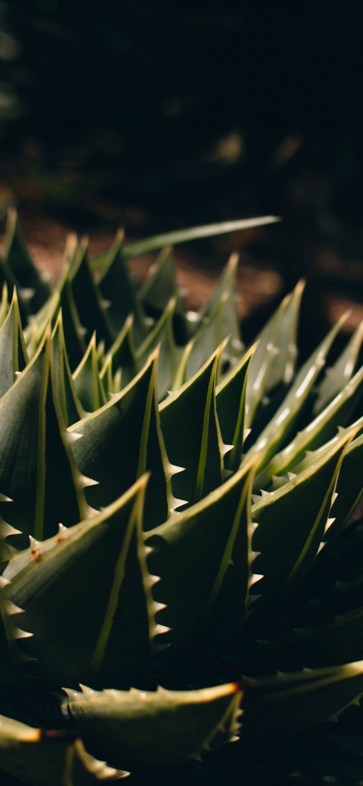 Planta Verde en Lente Macro. Wallpaper in 1242x2688 Resolution