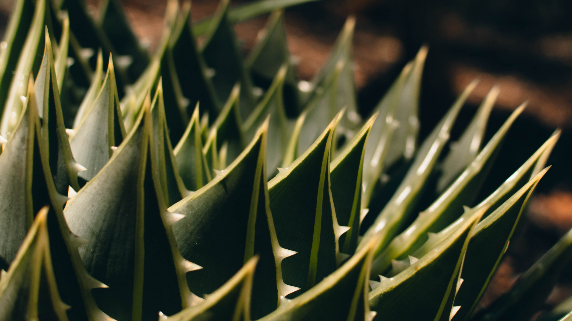 Planta Verde en Lente Macro. Wallpaper in 1920x1080 Resolution