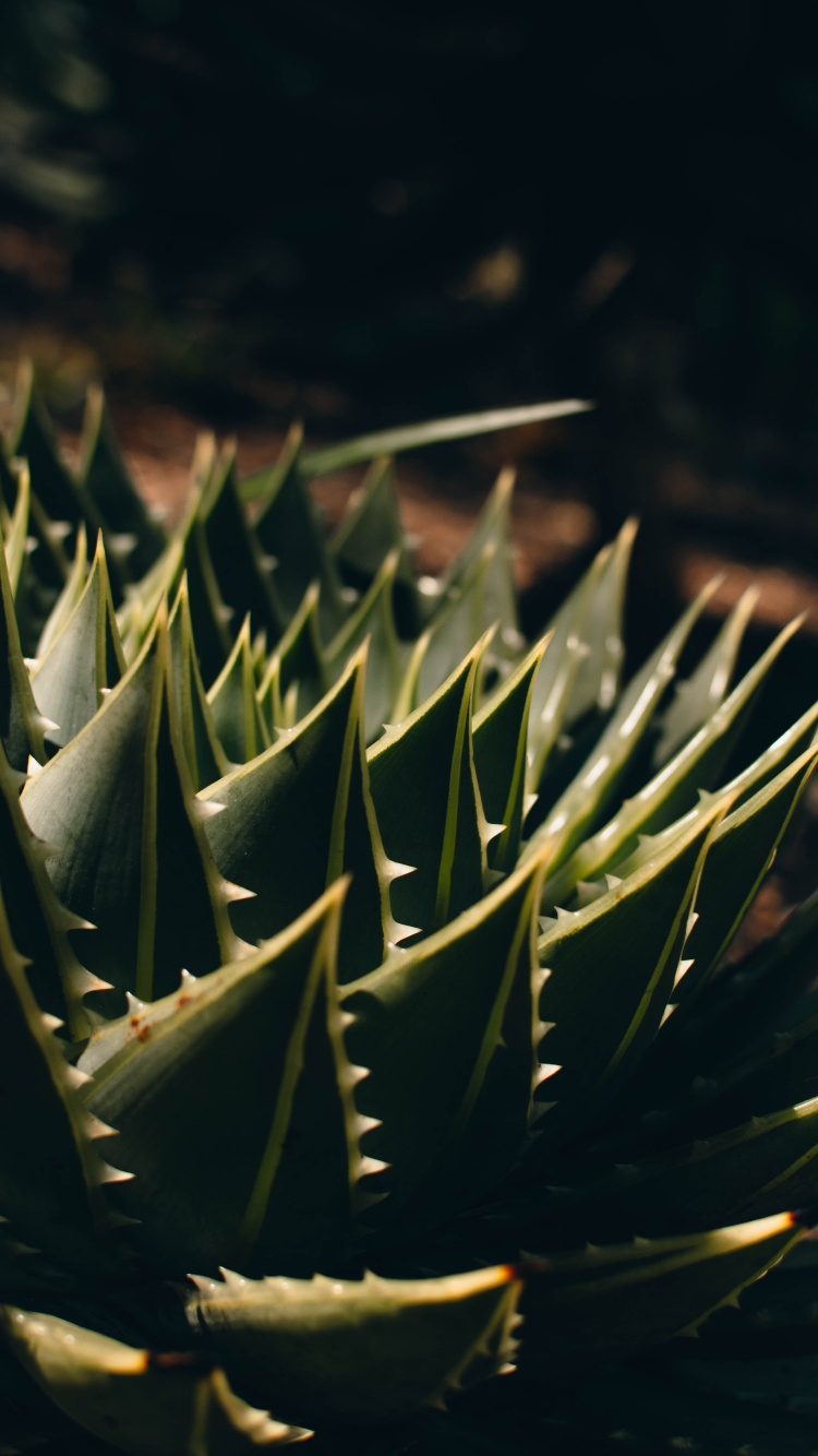 Planta Verde en Lente Macro. Wallpaper in 750x1334 Resolution