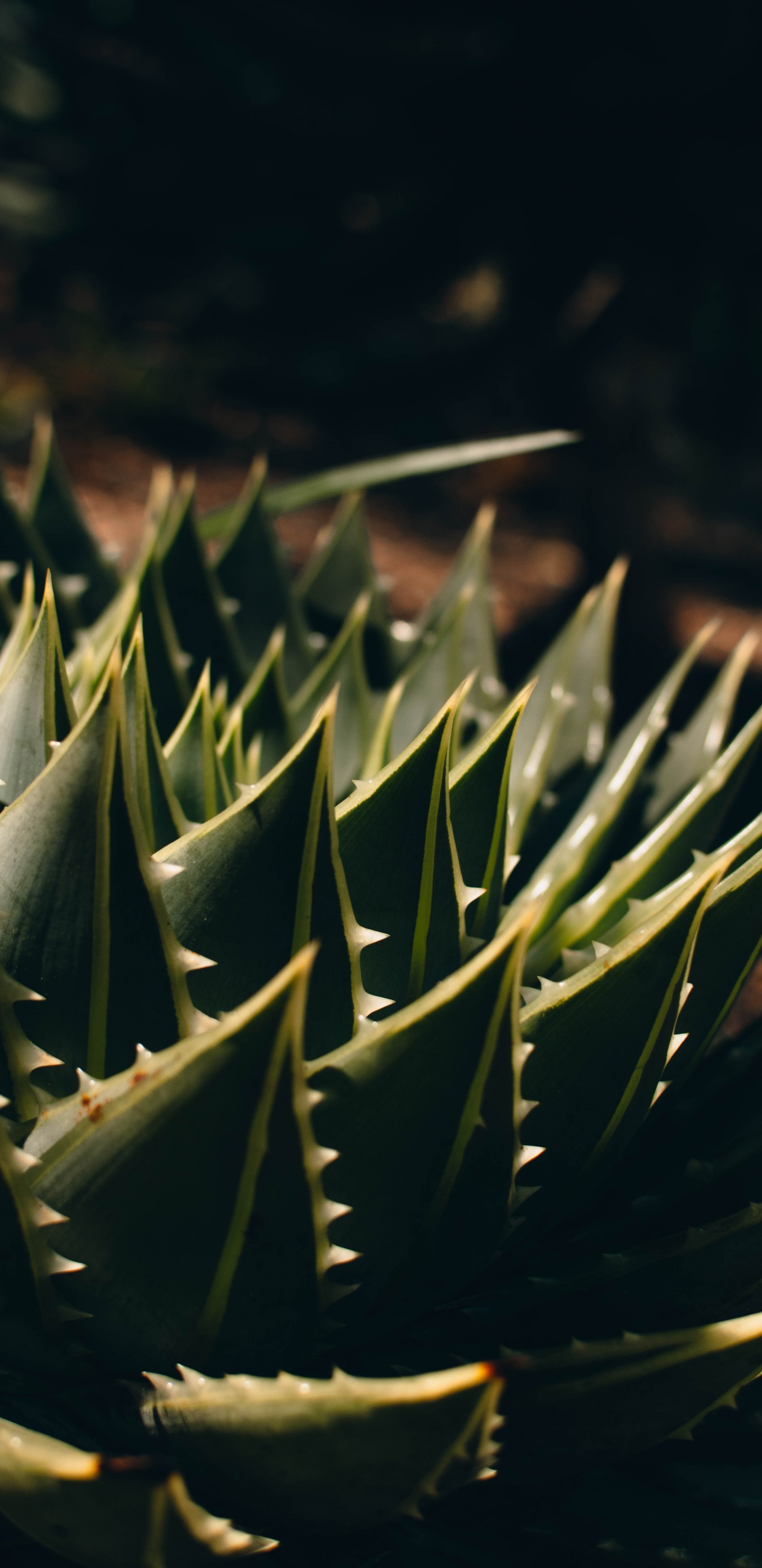 Plante Verte en Objectif Macro. Wallpaper in 1440x2960 Resolution