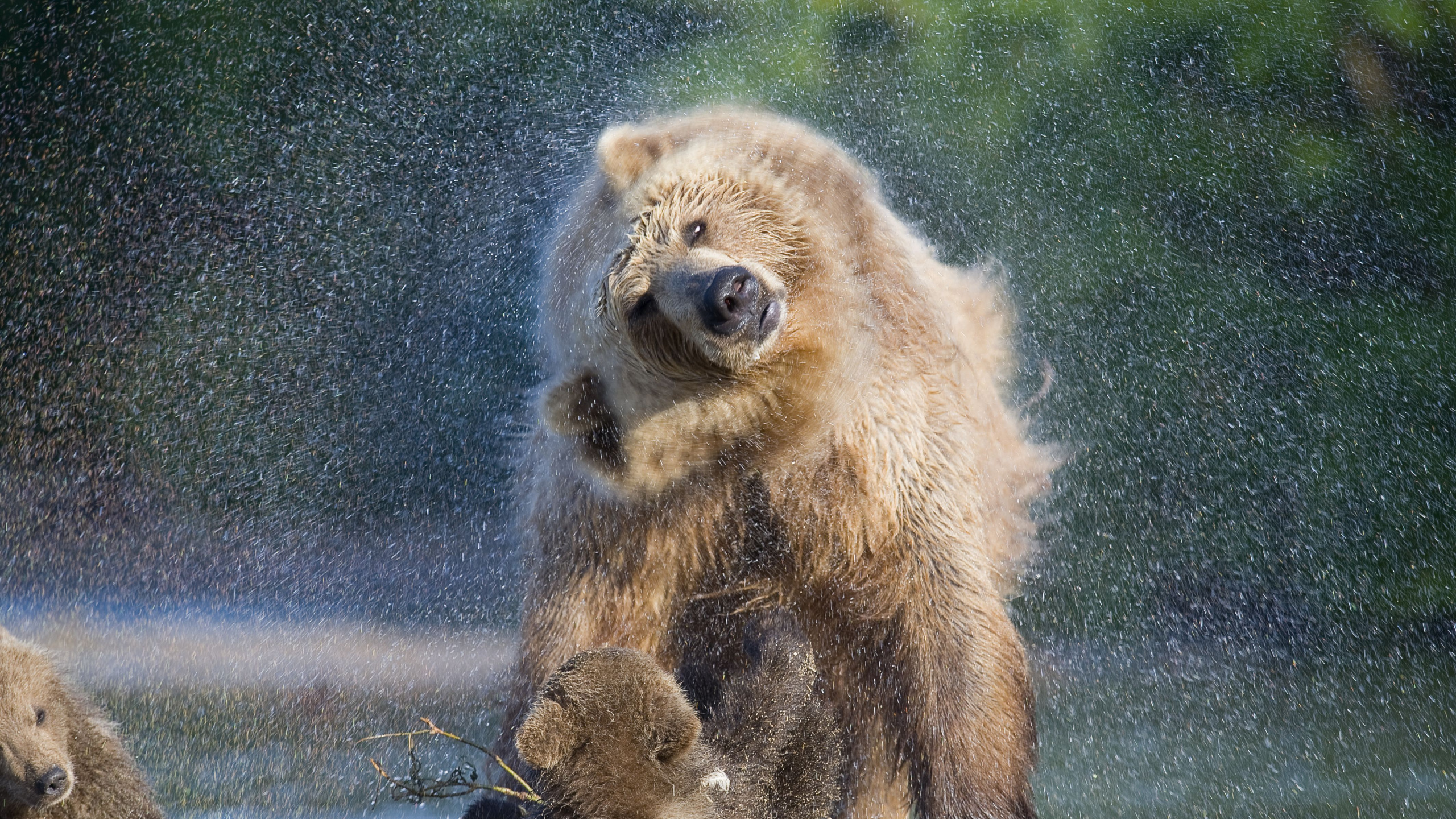Brown Bear on Snow Covered Ground During Daytime. Wallpaper in 2560x1440 Resolution
