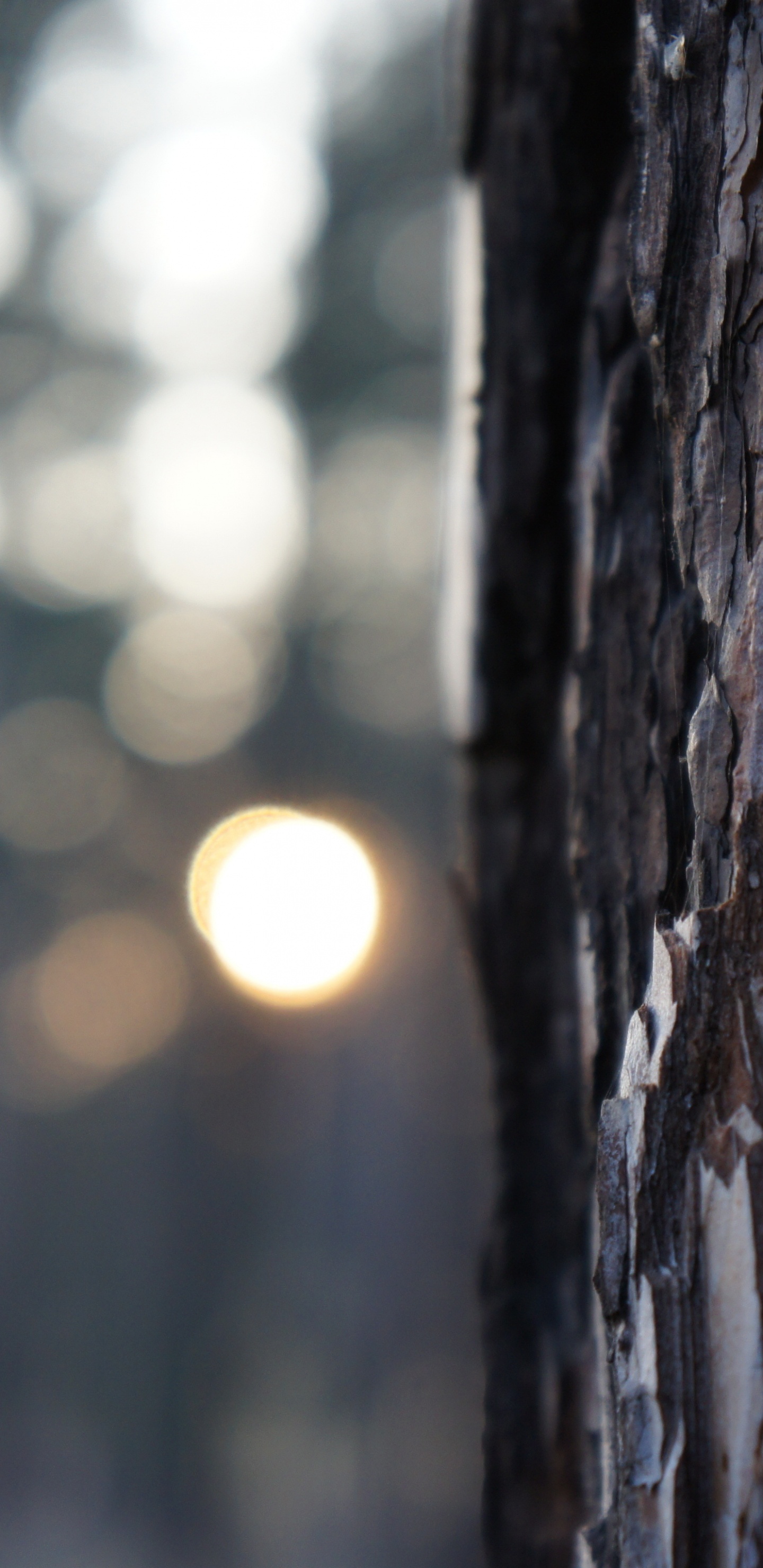 Brown Tree Trunk During Daytime. Wallpaper in 1440x2960 Resolution