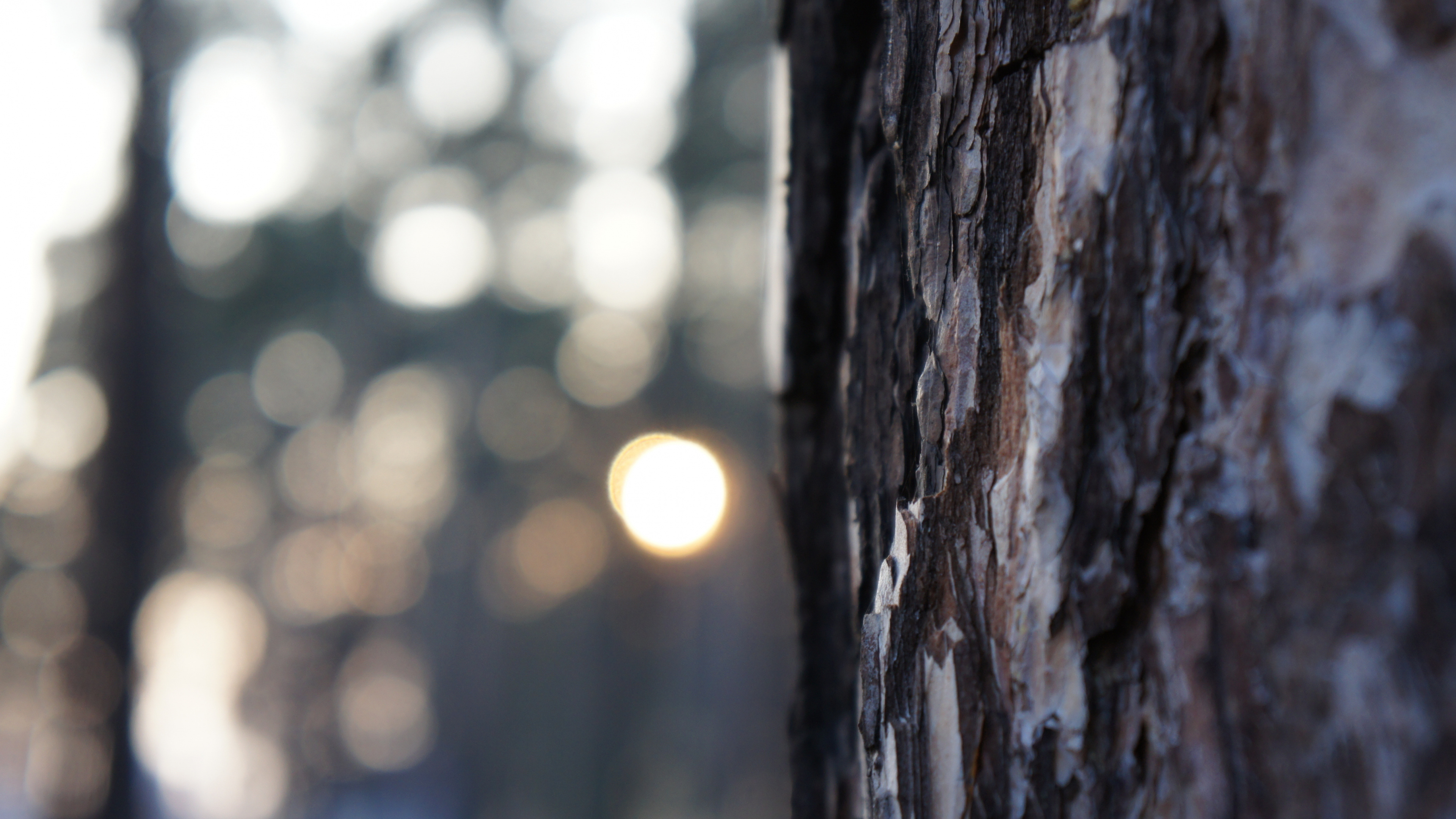 Brown Tree Trunk During Daytime. Wallpaper in 3840x2160 Resolution