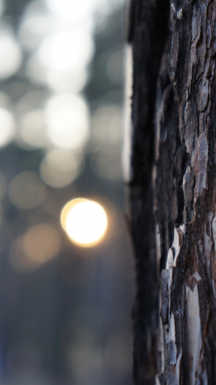 Brown Tree Trunk During Daytime. Wallpaper in 720x1280 Resolution