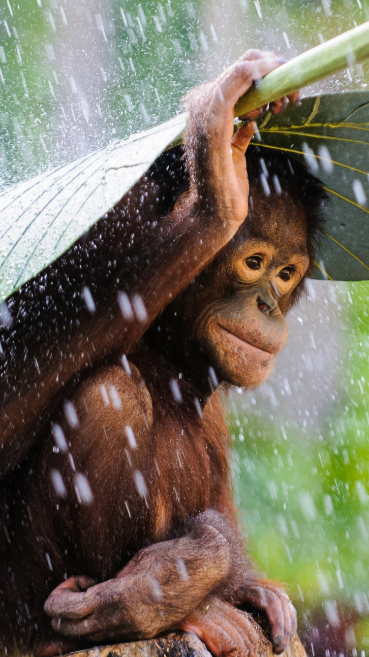 Sumatra-Orang-Utan, Anpassung, Kunst, Terrestrische Pflanzen, Gras. Wallpaper in 750x1334 Resolution