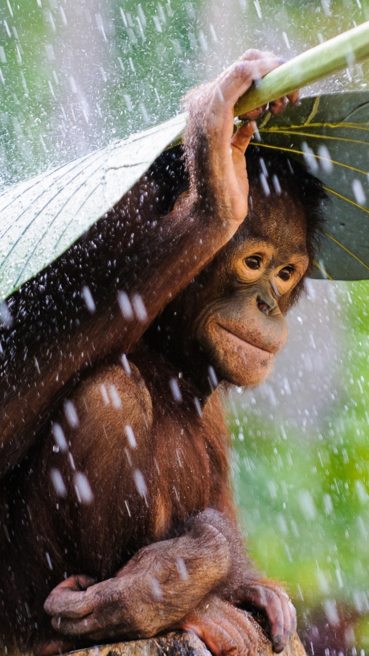 Sumatran Orangutan, Adaptation, Art, Terrestrial Plant, Grass. Wallpaper in 720x1280 Resolution