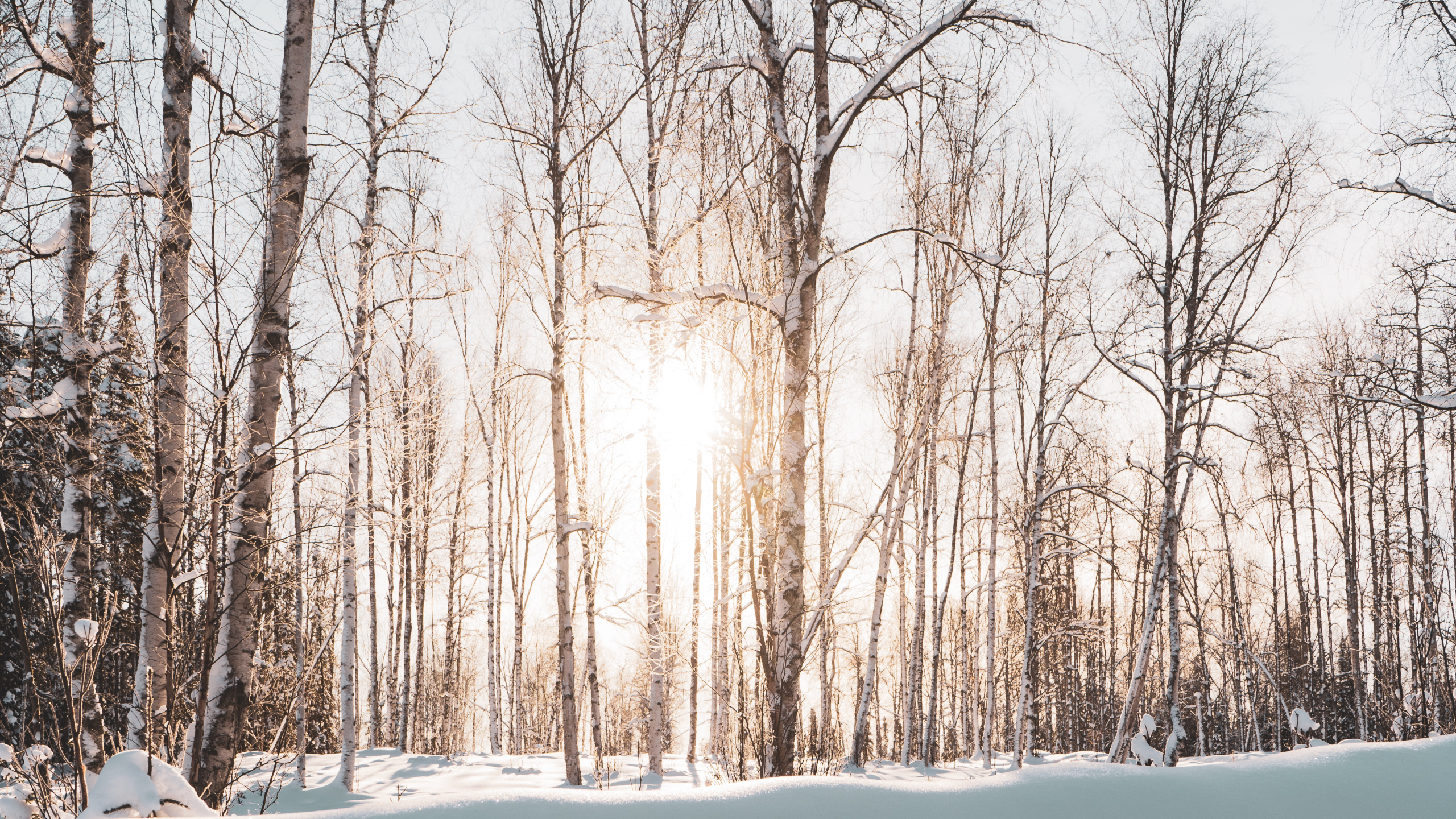 Invierno, Nieve, Paisaje Natural, Naturaleza, Entorno Natural. Wallpaper in 2560x1440 Resolution