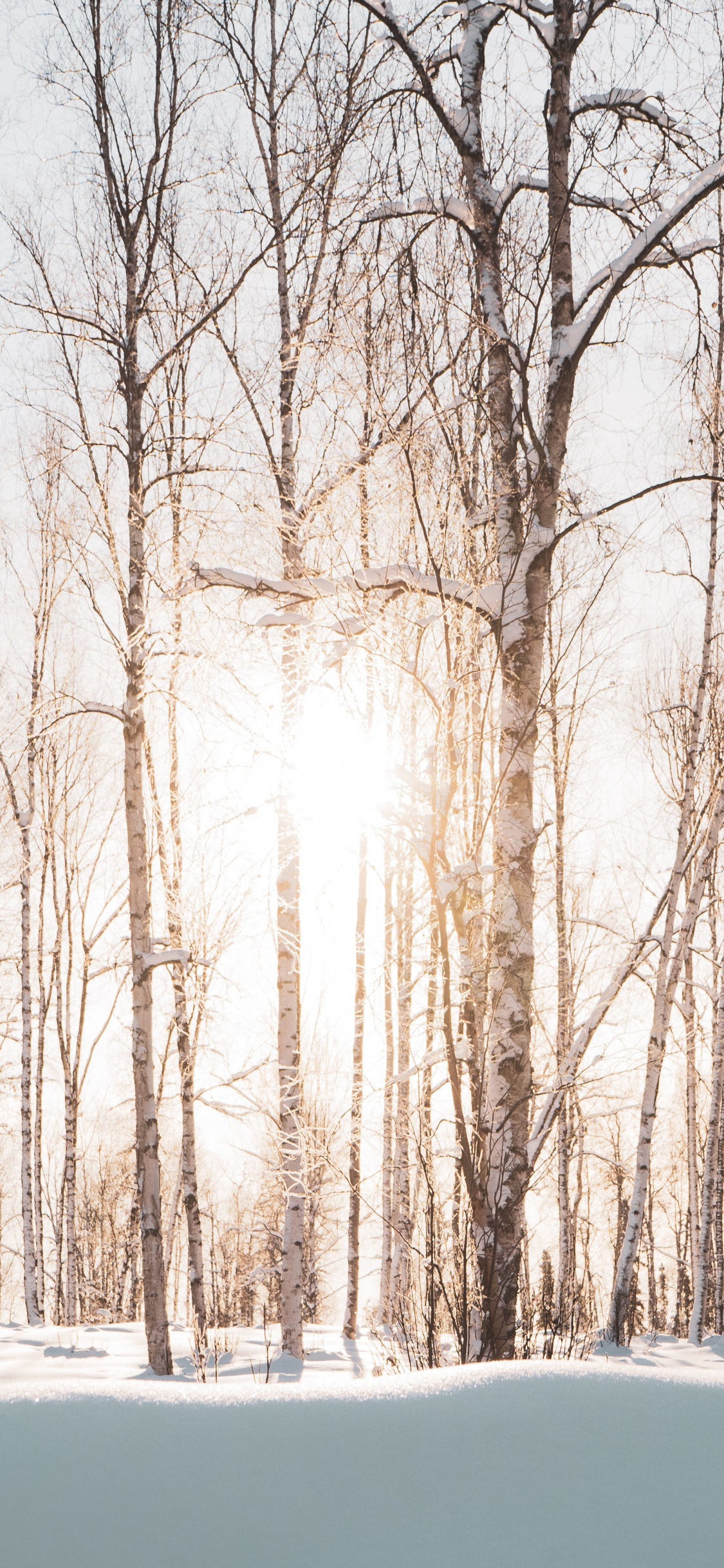 Winter, Snow, Tree, Natural Landscape, Nature. Wallpaper in 1125x2436 Resolution