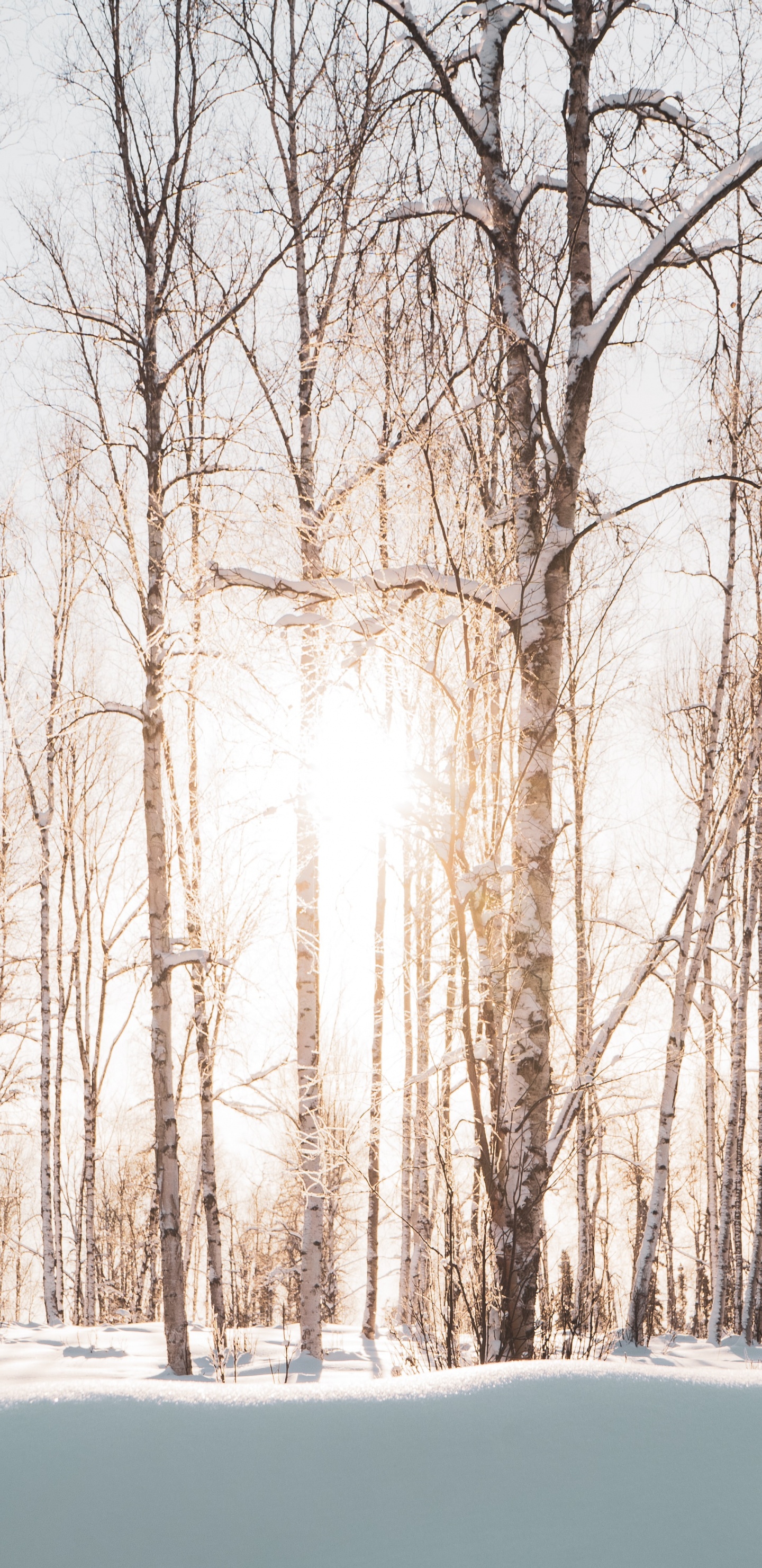 Winter, Snow, Tree, Natural Landscape, Nature. Wallpaper in 1440x2960 Resolution