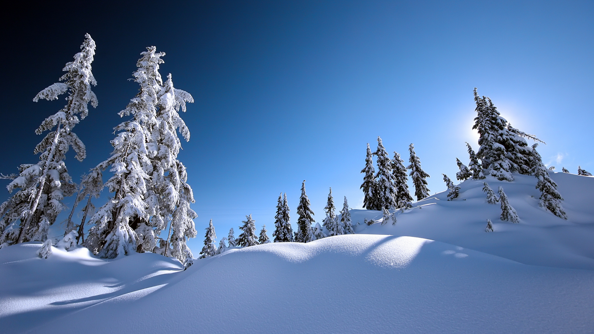 Snow Covered Pine Trees Under Blue Sky During Daytime. Wallpaper in 1920x1080 Resolution