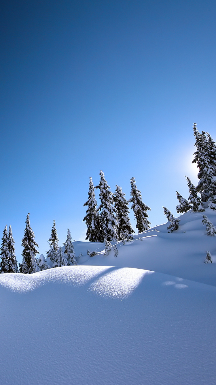 Snow Covered Pine Trees Under Blue Sky During Daytime. Wallpaper in 750x1334 Resolution
