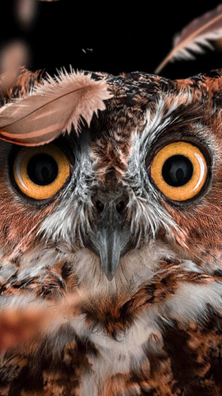 Chouette Brune et Blanche Aux Yeux Marrons. Wallpaper in 720x1280 Resolution