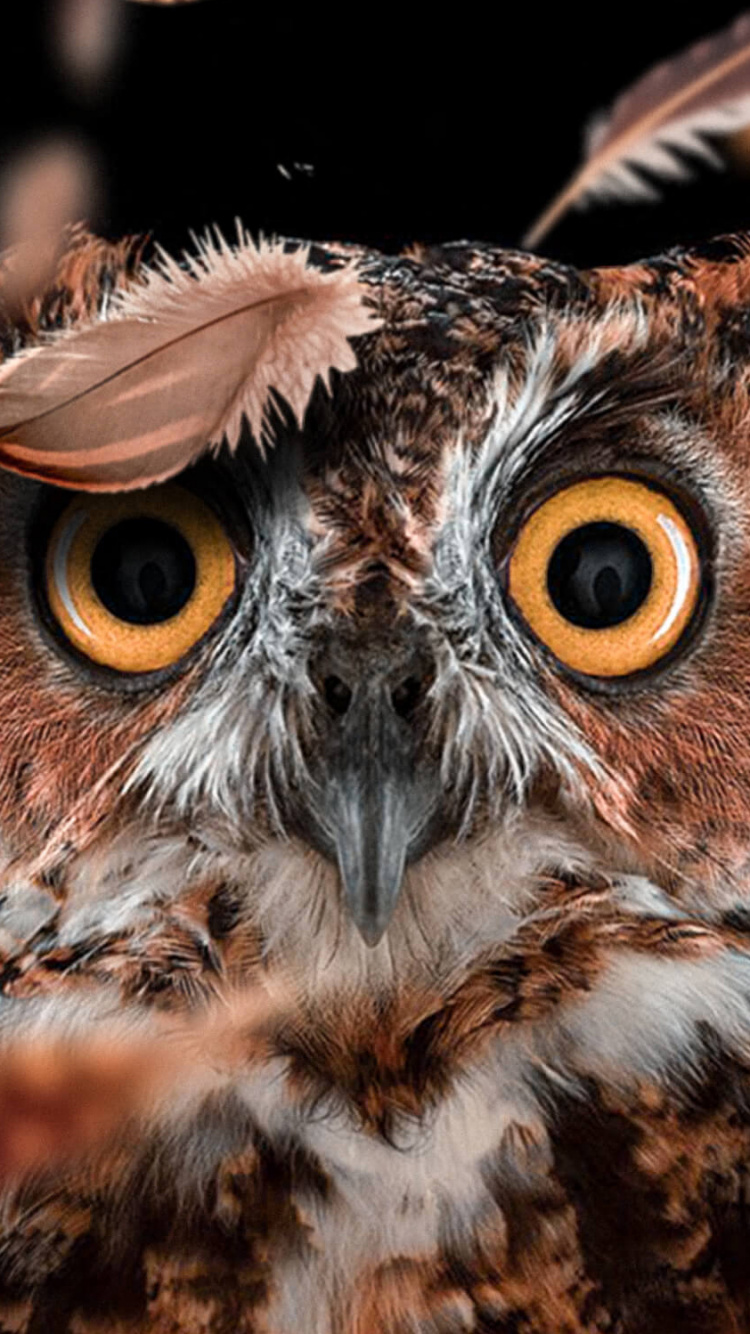 Chouette Brune et Blanche Aux Yeux Marrons. Wallpaper in 750x1334 Resolution