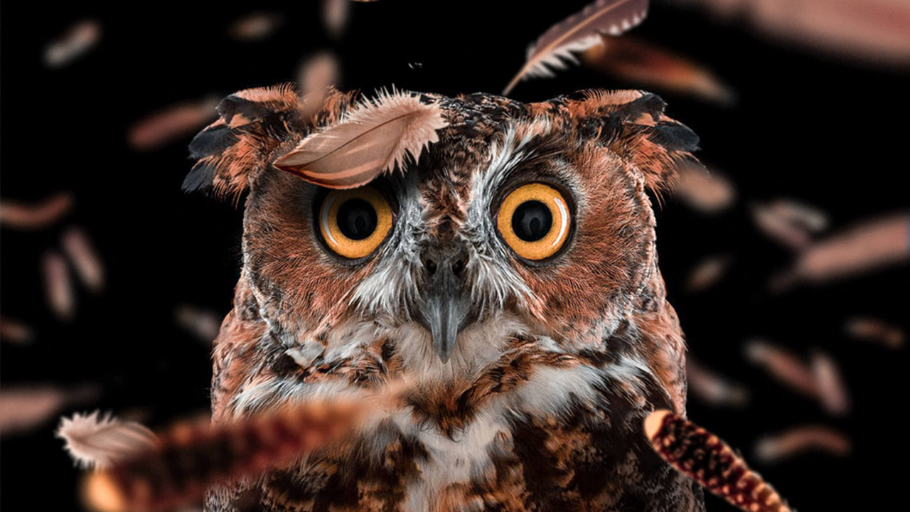 Brown and White Owl With Brown Eyes. Wallpaper in 1280x720 Resolution