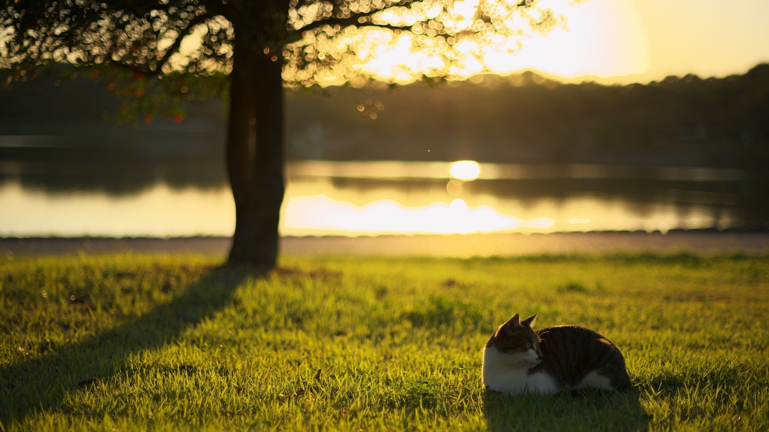 Chat Blanc et Noir Sur Champ D'herbe Verte Pendant le Coucher du Soleil. Wallpaper in 2560x1440 Resolution