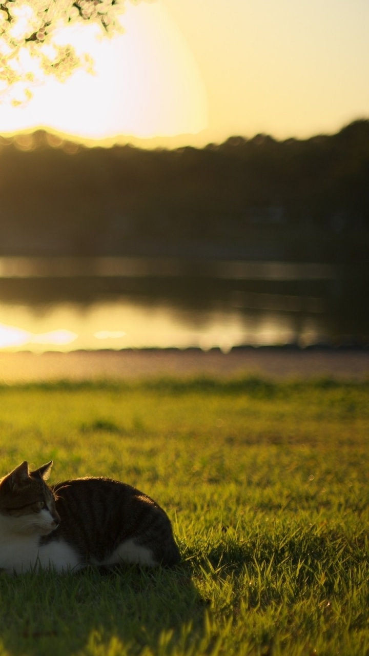 White and Black Cat on Green Grass Field During Sunset. Wallpaper in 720x1280 Resolution