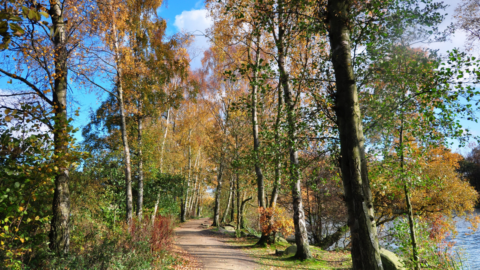 Sentier Brun Entre Les Arbres Verts Pendant la Journée. Wallpaper in 1920x1080 Resolution