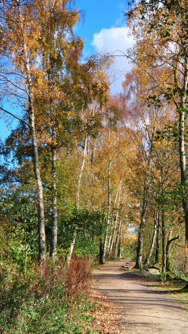 Brauner Weg Zwischen Grünen Bäumen Tagsüber. Wallpaper in 720x1280 Resolution