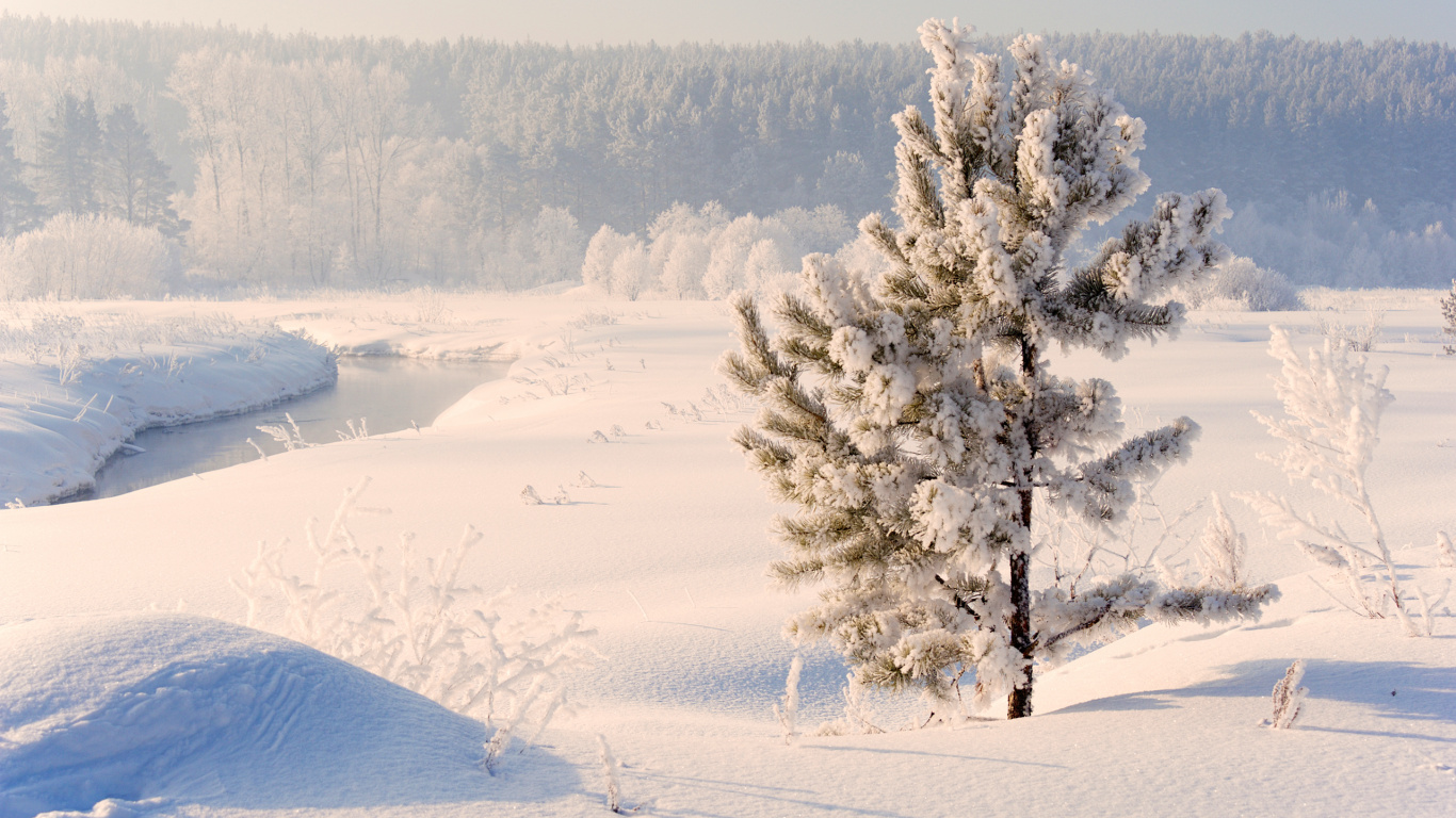 Green Trees on Snow Covered Ground During Daytime. Wallpaper in 1366x768 Resolution