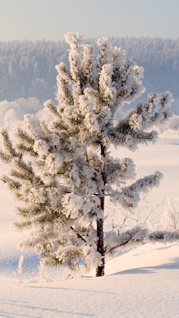 Árboles Verdes en el Suelo Cubierto de Nieve Durante el Día. Wallpaper in 720x1280 Resolution