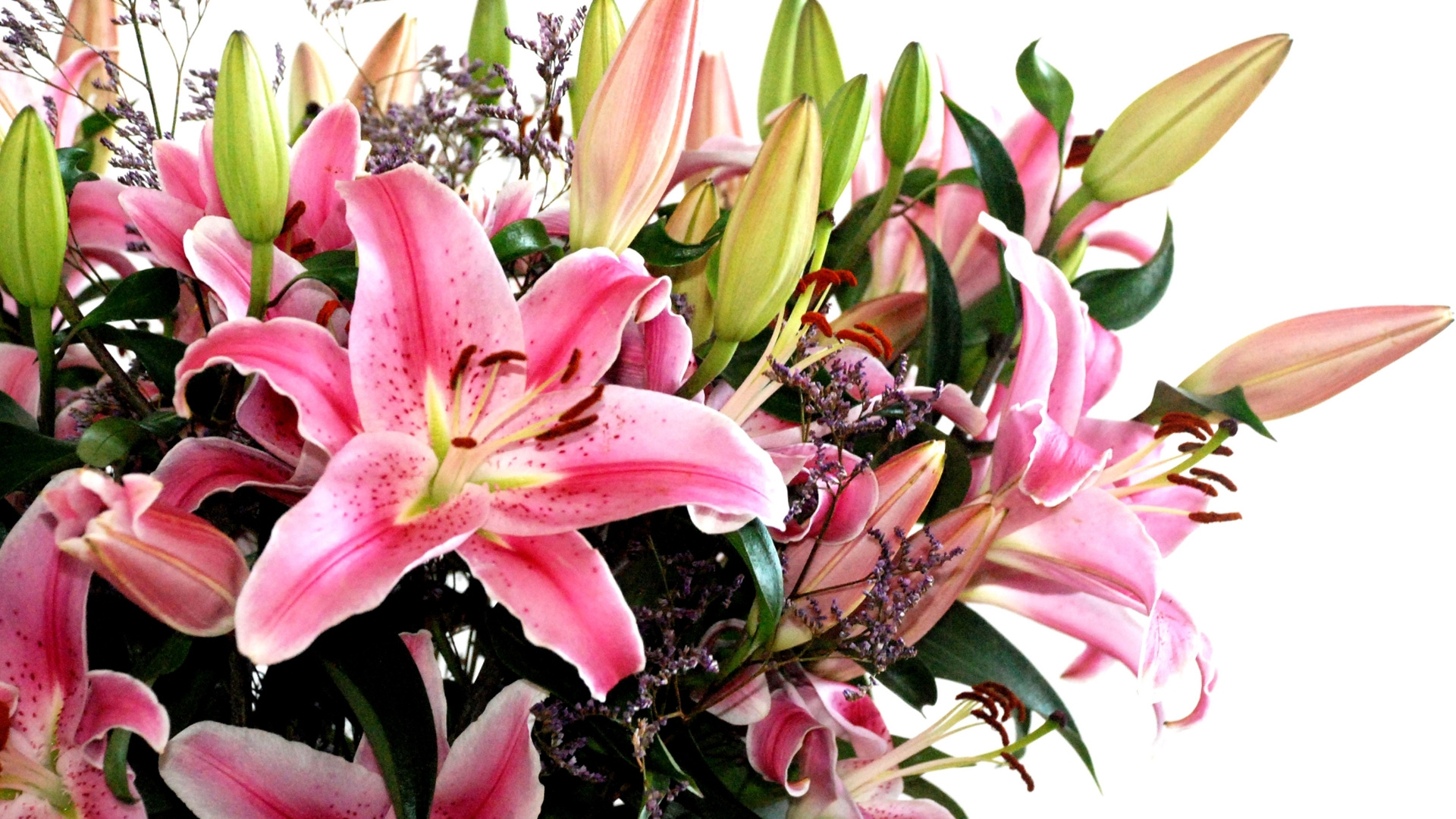 Pink and White Flower in Close up Photography. Wallpaper in 1920x1080 Resolution