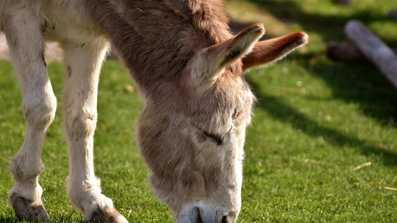 Poney Marron et Blanc Sur Terrain D'herbe Verte Pendant la Journée. Wallpaper in 1280x720 Resolution