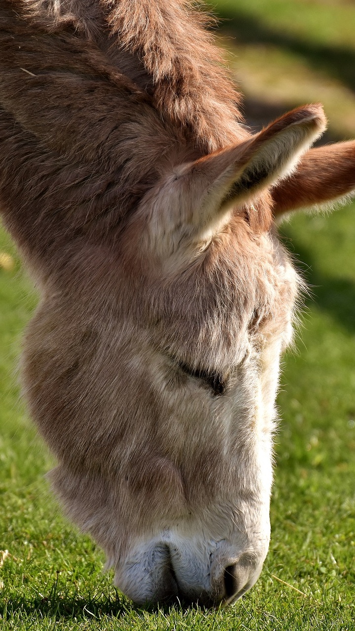 Poney Marron et Blanc Sur Terrain D'herbe Verte Pendant la Journée. Wallpaper in 720x1280 Resolution